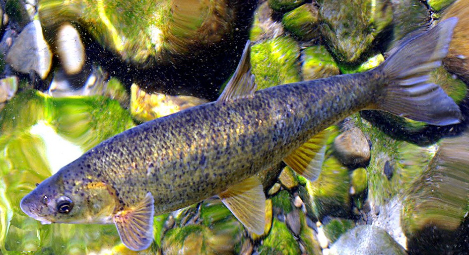 Pseudochondrostoma duriense_02.jpg